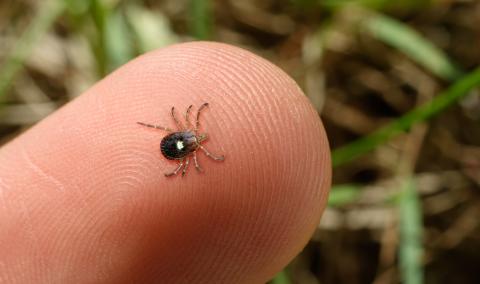 A photo of a tick on a person's finger.