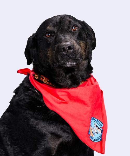 Jasper is a Labrador Retriever and Border Collie or Australian Shepherd cross.