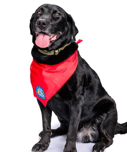 Ranger is a Labrador Retriever.