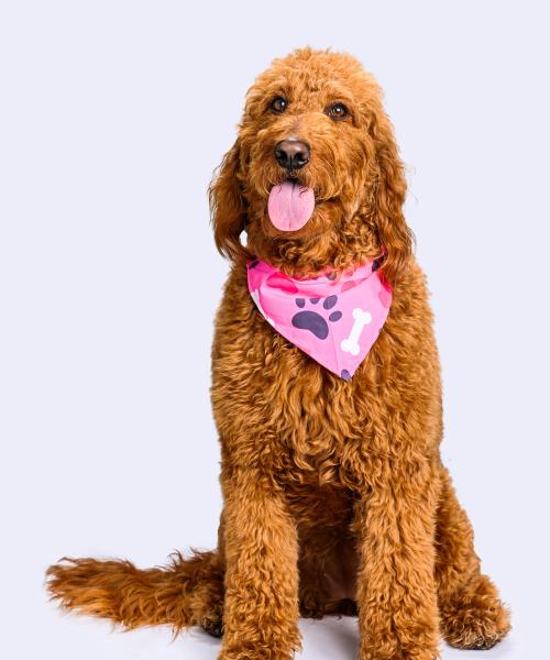 Tillie is a Goldendoodle.