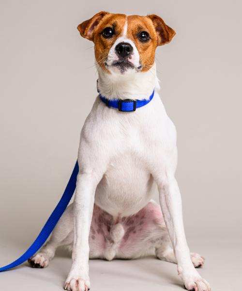 Odie is a Parson Russell Terrier.