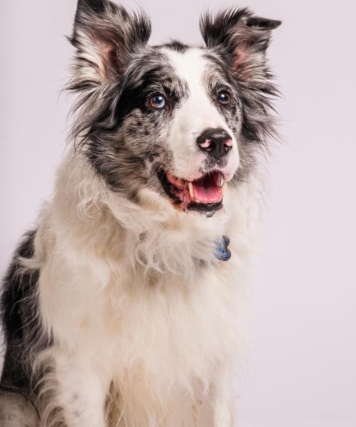 Riff is a Border Collie